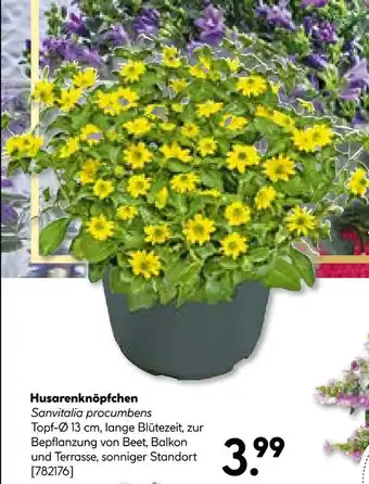 Hellweg Husarenknöpfchen Angebot