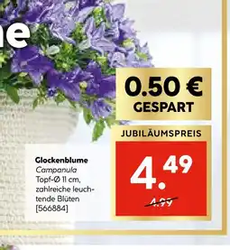 Hellweg Glockenblume campanula Angebot