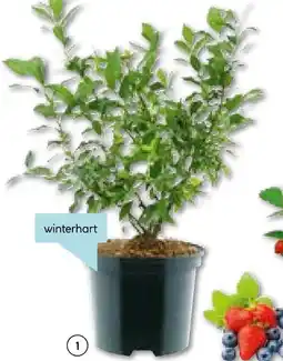 Hellweg Heidelbeere „hortblue petit“ Angebot