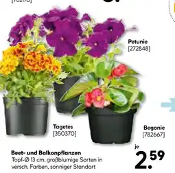 Hellweg Beet- und balkonpflanzen Angebot