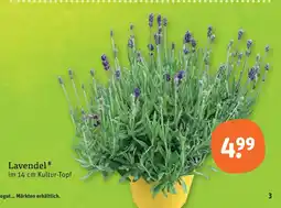 tegut Lavendel Angebot