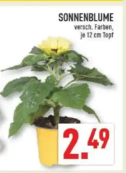 Marktkauf Sonnenblume Angebot