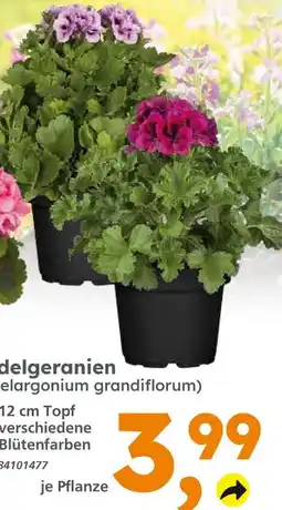 Globus Baumarkt Edelgeranien Angebot