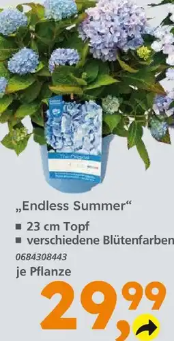 Globus Baumarkt Endless summer Angebot
