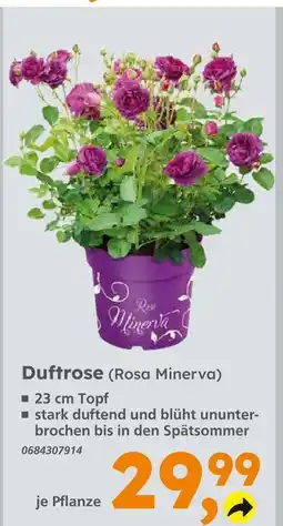 Globus Baumarkt Duftrose (rosa minerva) Angebot