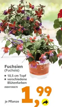 Globus Baumarkt Fuchsien (fuchsia) Angebot