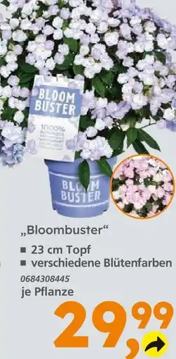 Globus Baumarkt Bloombuster Angebot