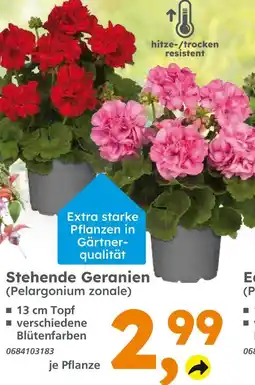 Globus Baumarkt Stehende geranien Angebot