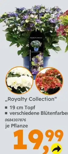 Globus Baumarkt Royalty collection Angebot