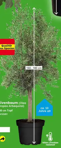 Globus Baumarkt Olivenbaum (olea europaea arbequina) Angebot