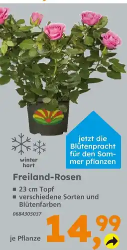 Globus Baumarkt Freiland-rosen Angebot