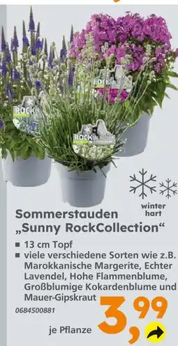 Globus Baumarkt Sunny rockcollection Angebot