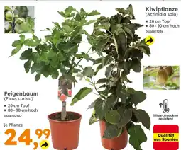 Globus Baumarkt Feigenbaum (ficus carica) Angebot