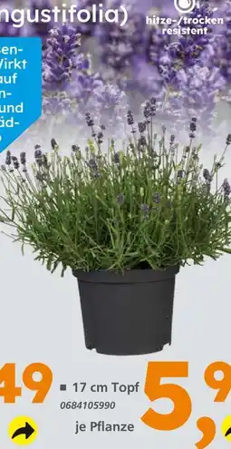 Globus Baumarkt Lavendel (lavandula angustifolia) Angebot