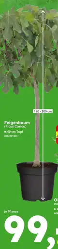 Globus Baumarkt Feigenbaum (ficus carica) Angebot