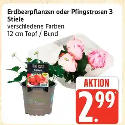 Marktkauf Erdbeerpflanzen Angebot