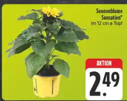 E-Center Sonnenblume sunsation Angebot