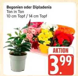 Marktkauf Begonien Angebot