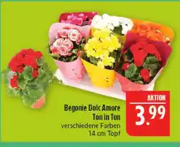 Marktkauf Begonie dolc amore ton in ton Angebot