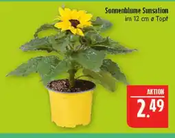 Marktkauf Sonnenblume sunsation Angebot