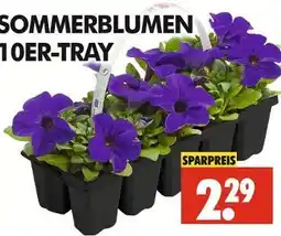 Wreesmann Sommerblumen 10er-tray Angebot