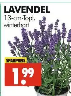 Wreesmann Lavendel Angebot