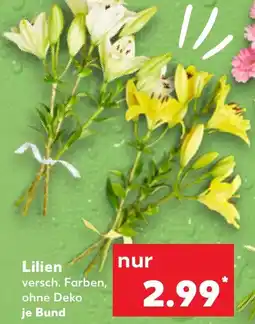Kaufland Lilien Angebot