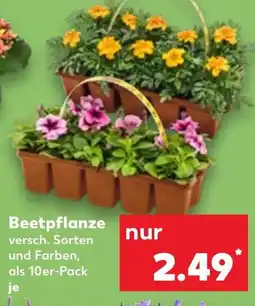 Kaufland Beetpflanze Angebot