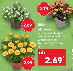 Kaufland Blühpflanze Angebot