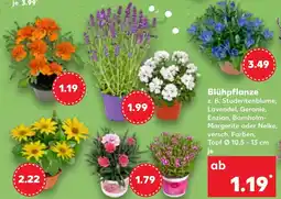 Kaufland Blühpflanze Angebot