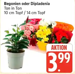 Edeka Begonien oder Dipladenia Angebot