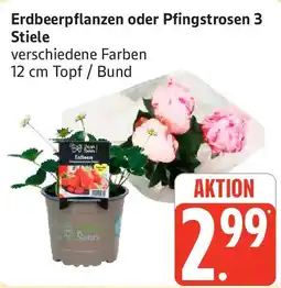Edeka Erdbeerpflanzen oder Pfingstrosen 3 Stiele Angebot