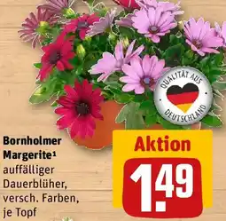 REWE Bornholmer Margerite Angebot