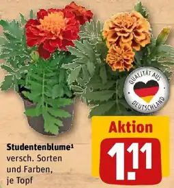 REWE Studentenblume Angebot