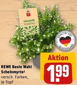 REWE REWE Beste Wahl Scheinmyrte Angebot