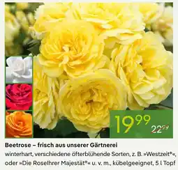 Pflanzen Kölle Beetrose westzeit Angebot