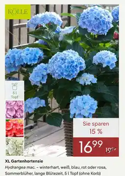 Pflanzen Kölle Kölle xl gartenhortensie Angebot