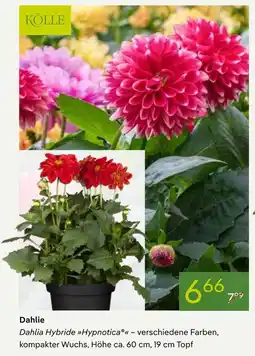 Pflanzen Kölle Kölle dahlie hybride hypnotica Angebot
