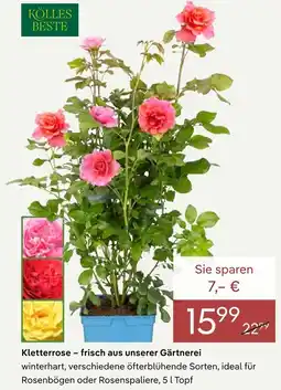 Pflanzen Kölle Kölle's beste kletterrose Angebot