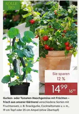 Pflanzen Kölle Kölle bio gurken- oder tomaten-naschgemüse mit früchten – frisch aus unserer gärtnerei Angebot