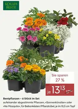 Pflanzen Kölle Kölle's beste beetpflanzen Angebot