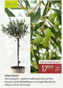 Pflanzen Kölle Kölle oliven-stamm Angebot