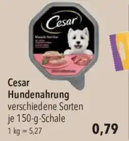 CITTI Markt Cesar Hundenahrung Angebot