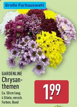 Aldi Nord GARDENLINE Chrysanthemen Angebot