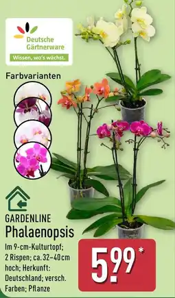 Aldi Nord GARDENLINE Phalaenopsis Angebot