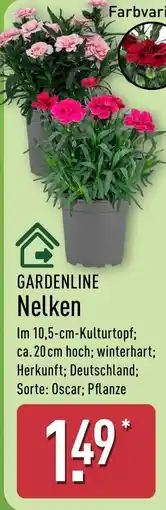 Aldi Nord GARDENLINE Nelken Angebot