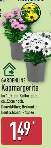 Aldi Nord GARDENLINE Kapmargerite Angebot