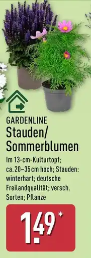 Aldi Nord GARDENLINE Stauden/ Sommerblumen Angebot