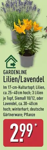 Aldi Nord GARDENLINE Lilien/Lavendel Angebot