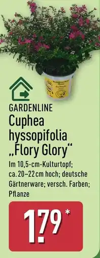 Aldi Nord GARDENLINE Cuphea hyssopifolia „Flory Glory" Angebot